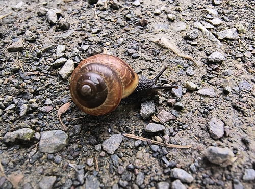 Copse Snail