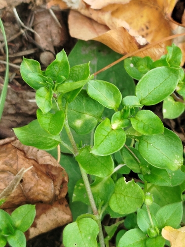 common chickweed