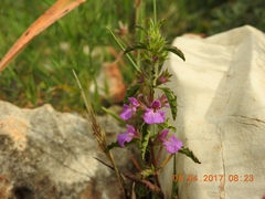 Stachys neurocalycina
