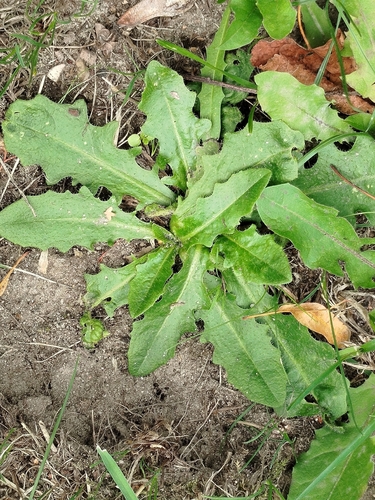 Common Cat's-ear