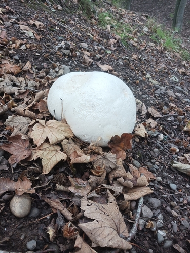 giant puffball