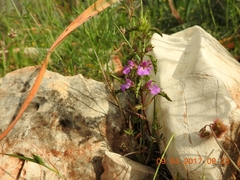 Stachys neurocalycina