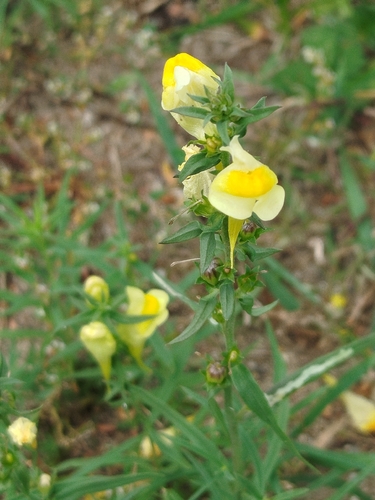 common toadflax