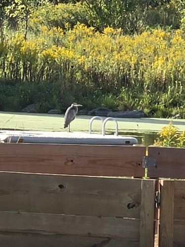 Great Blue Heron