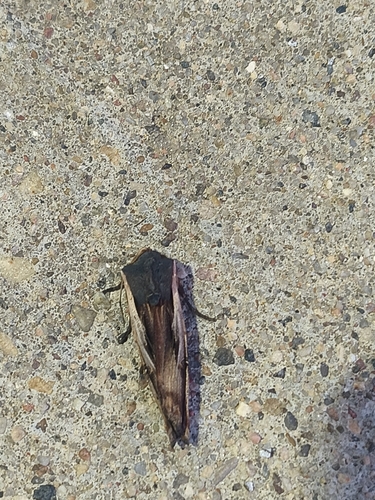 American Swordgrass Moth