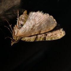 Chloroclystis conversa