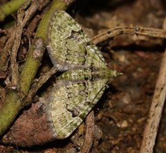 Chloroclystis conversa