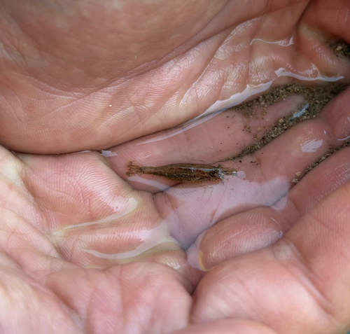 Atyaephyra desmarestii observed 2026-09-13