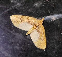 Chloroclystis conversa