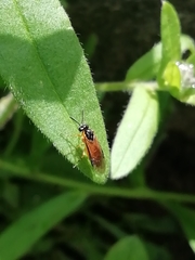 Athalia rosae