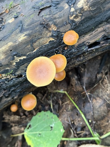 Galerina marginata — (c) Nadezhda Kiseleva, some rights reserved (CC BY)