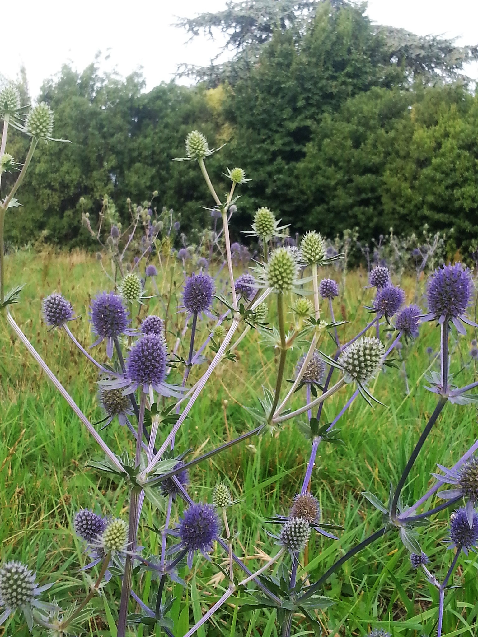 Blue Eryngo (Eryngium planum) · iNaturalist