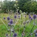 Blue Eryngo - Photo (c) reinderw, some rights reserved (CC BY-NC), uploaded by reinderw