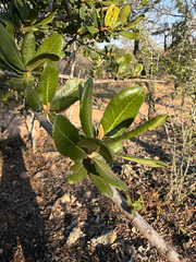 Pappea capensis, photograph (c) Mike Musgrave, some rights reserved (CC BY)