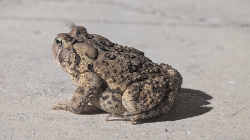 American Toad