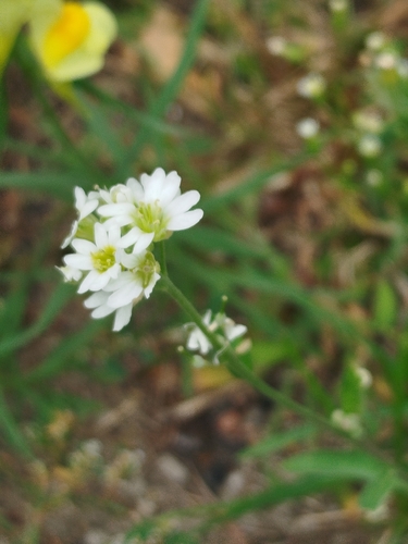 hoary alyssum