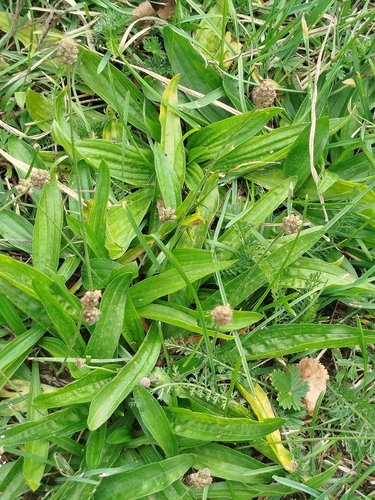 ribwort plantain