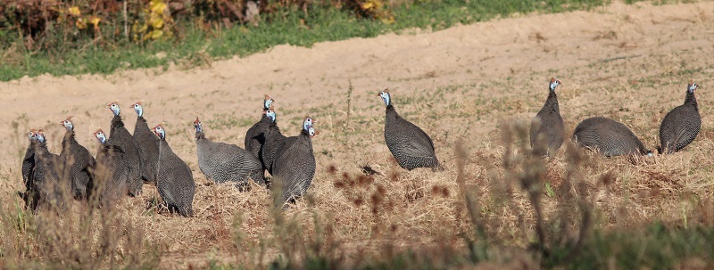 Helmeted Guineafowl