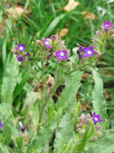 common alkanet