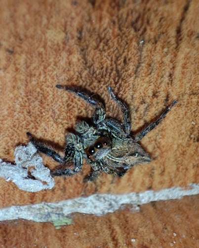 Pantropical Jumping Spider