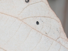 Stethorus cantonensis