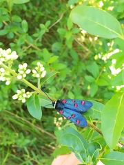 Zygaena lavandulae