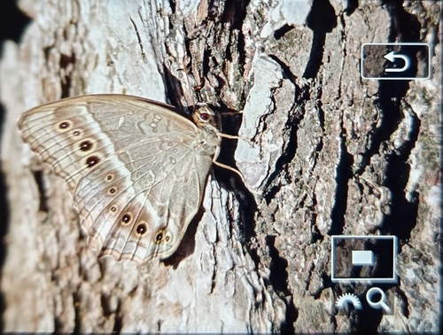 Black-spotted Labyrinth
