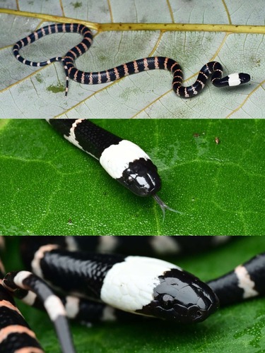 Gongshan Wolf Snake