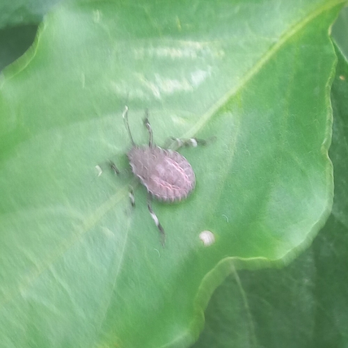 Brown Marmorated Stink Bug