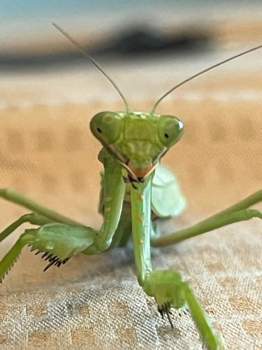 Giant Asian Mantis