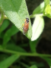 Athalia rosae