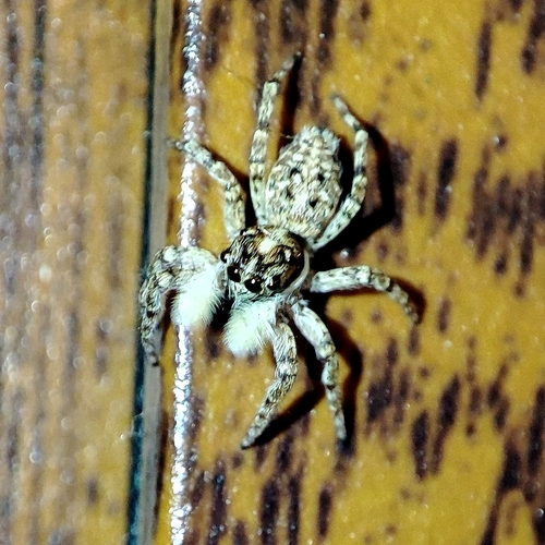 Half-edged Wall Jumping Spider