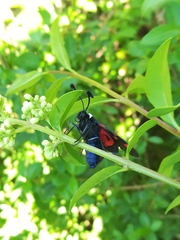 Zygaena lavandulae