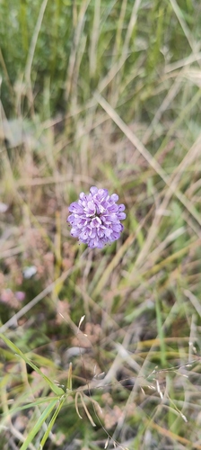 Devil's-bit Scabious