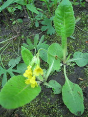 Primula veris