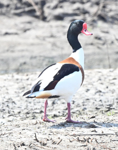 Common Shelduck