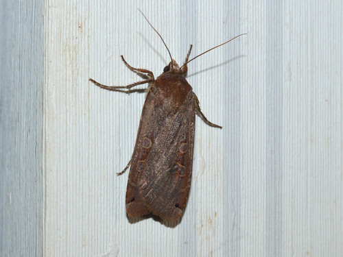 Large Yellow Underwing