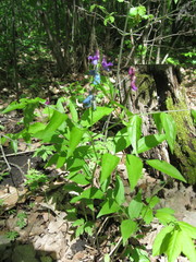 Lathyrus vernus