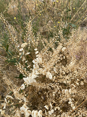 Lepidium perfoliatum