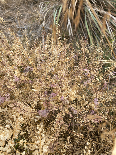 Lepidium perfoliatum, photograph 4