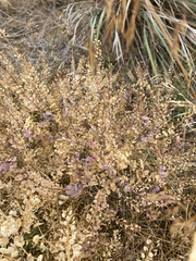 Lepidium perfoliatum, photograph (c) pigeonquestions, some rights reserved (CC BY)