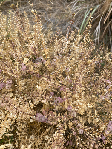 Lepidium perfoliatum, photograph 2