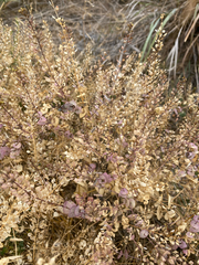 Lepidium perfoliatum, photograph (c) pigeonquestions, some rights reserved (CC BY)