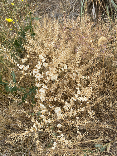 Lepidium perfoliatum, photograph 3
