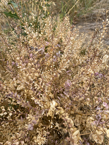 Lepidium perfoliatum, photograph 6