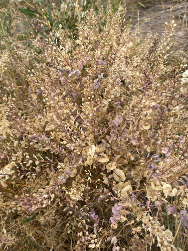 Lepidium perfoliatum, photograph 5