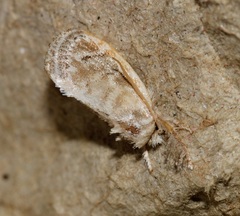 Narosa nigrisigna