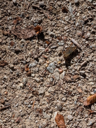 Speckled Wood