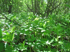 Aegopodium podagraria