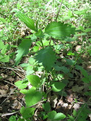 Urtica dioica